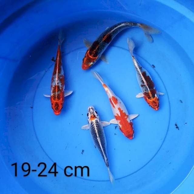 Kujaku mantap 19-24 cm