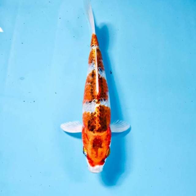 Kujaku, 20 cm