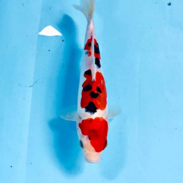 Sanke Doitsu, 20 cm