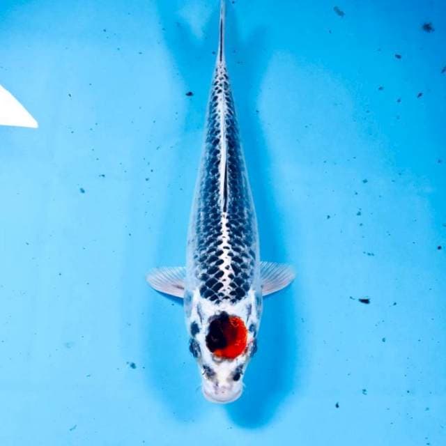 Tancho Kujaku, 24 cm