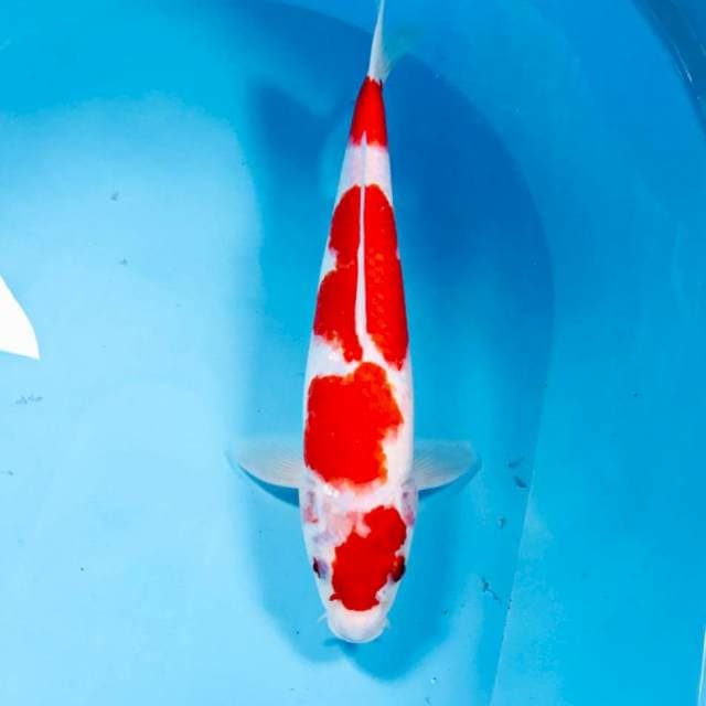 Kohaku, 32 cm