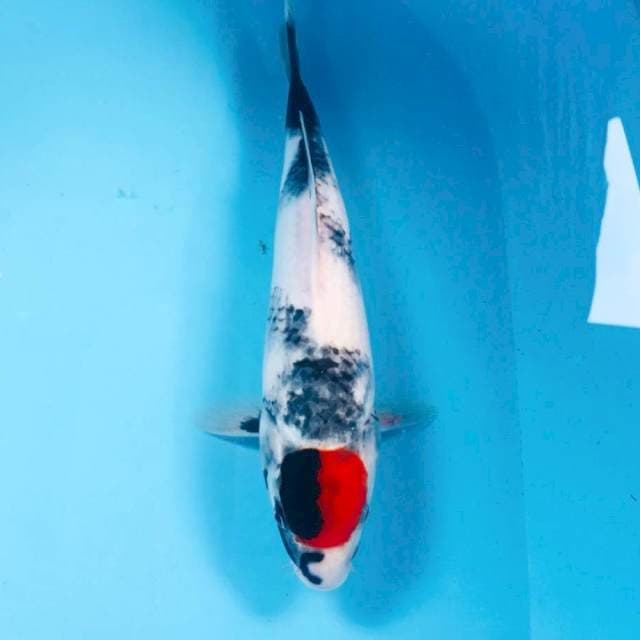 Tancho Showa, 30 cm