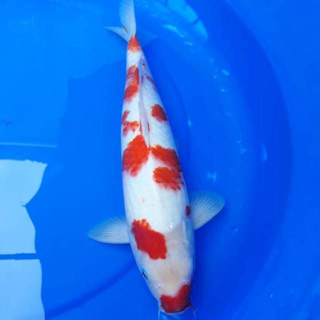 Kohaku