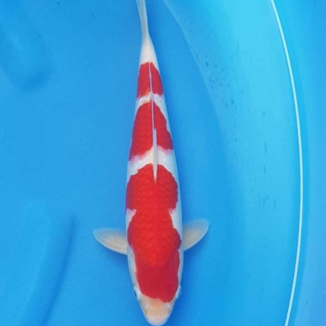 Kohaku male 32 super merah