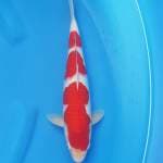 Kohaku male 32 super merah