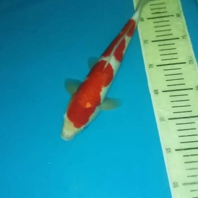 Kohaku male 32 super merah