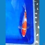sanke 40 cm 