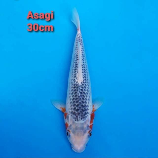 Asagi 30cm Male