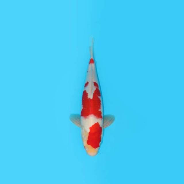 KOHAKU
