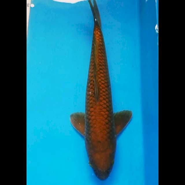 Chagoi penjinak kolam