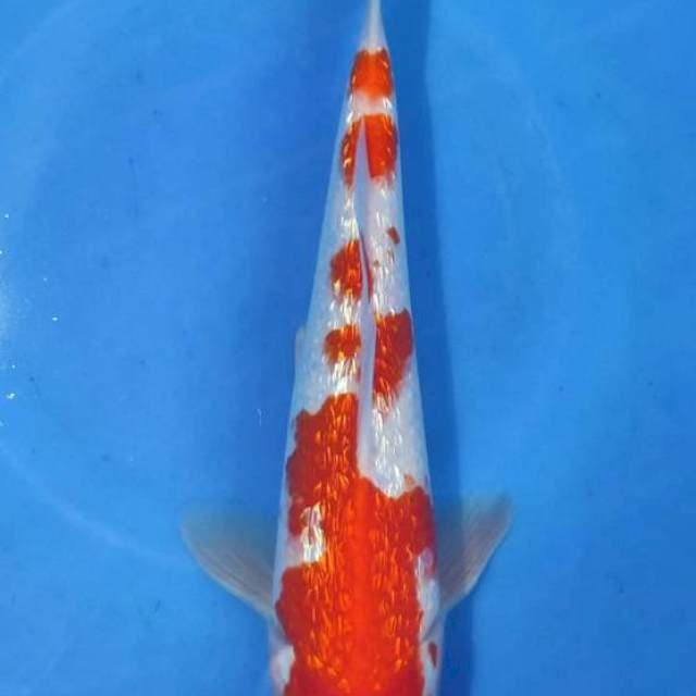 Ginrin Kohaku