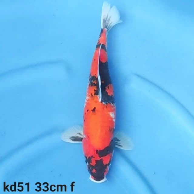 showa sanshoku prospek jumbo