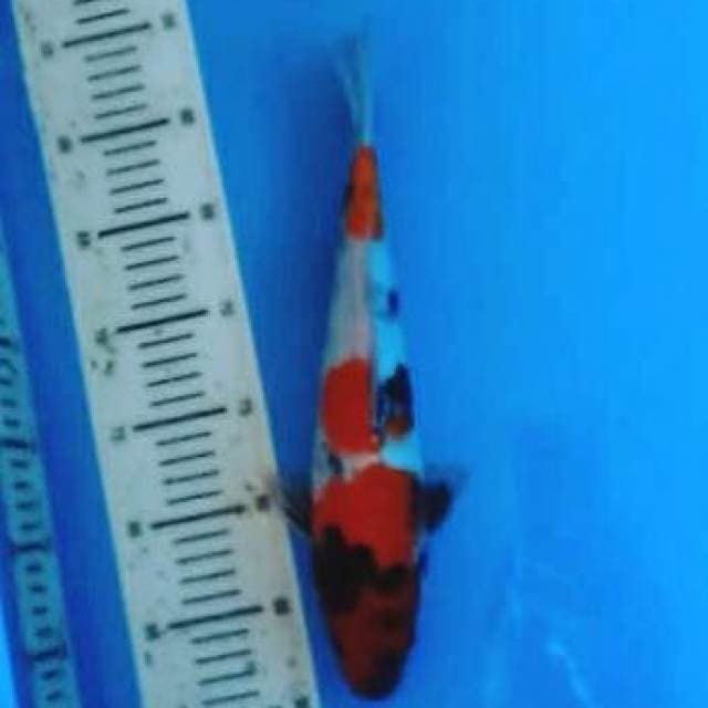 Showa 35 cm
