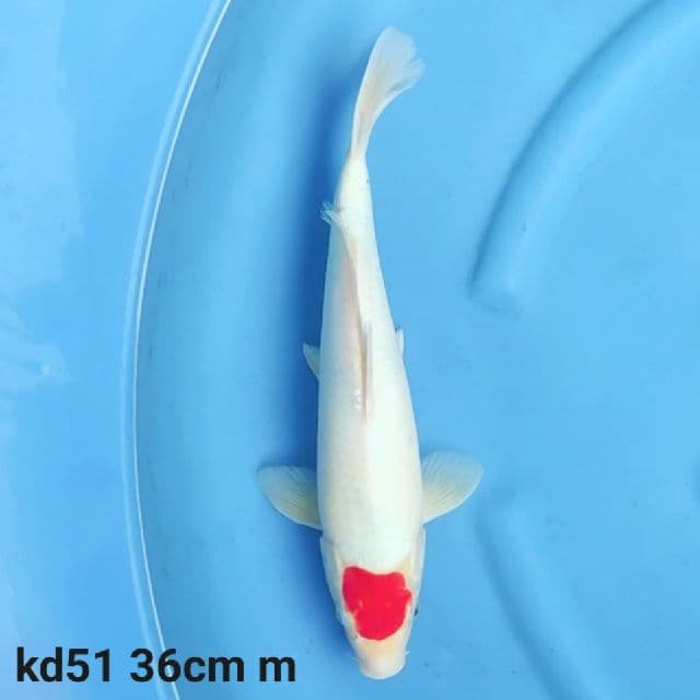 Tancho kohaku original