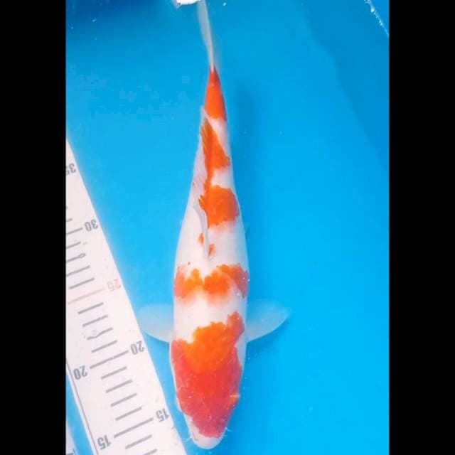 Kohaku strong