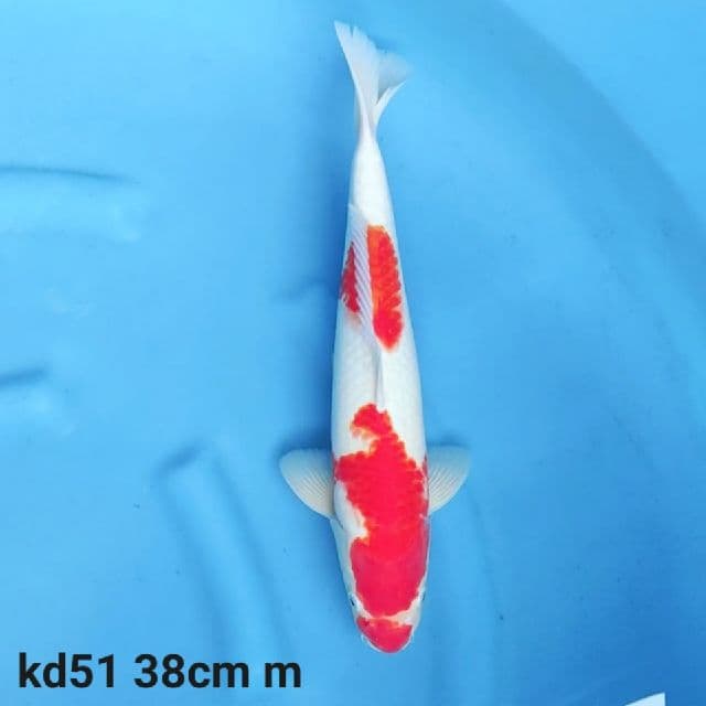 Kohaku murni prospek jumbo