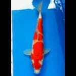 Kohaku metalik