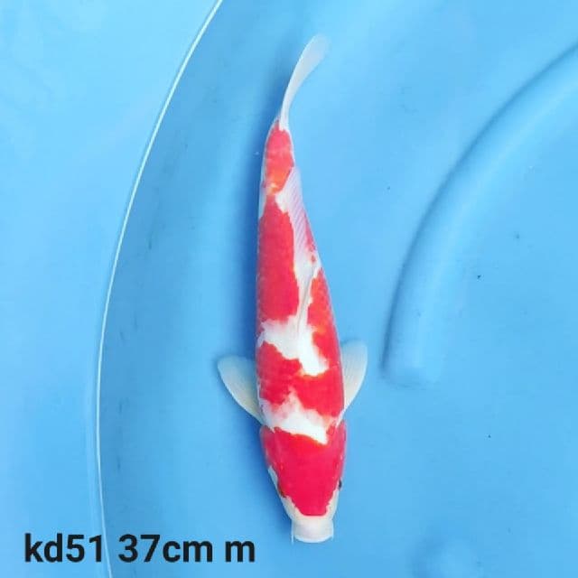 kohaku beni tebal