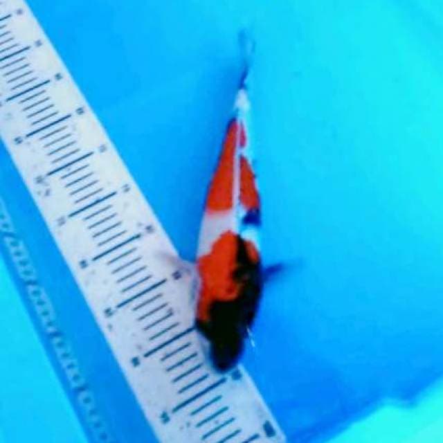 Showa 37cm