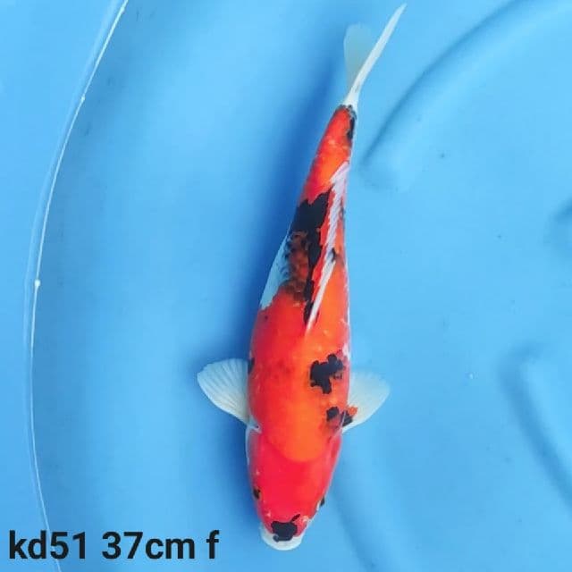 showa tategoi prospek jumbo