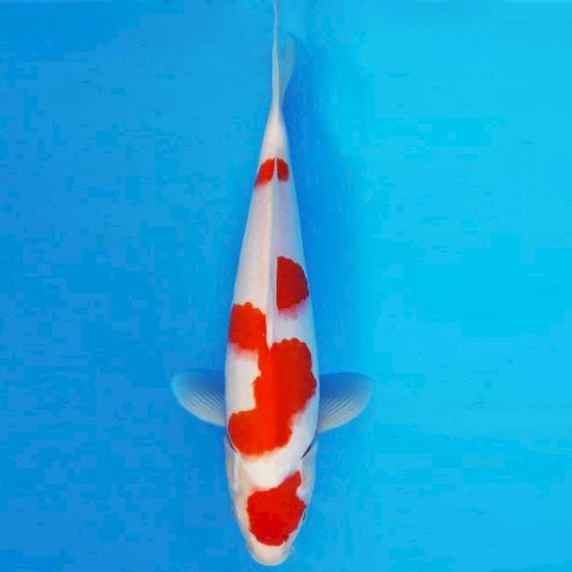 KARURA 1 - KOHAKU ®