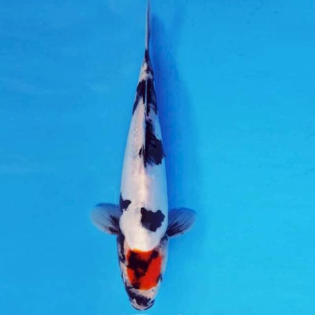 KARURA 5 - TANCHO SHOWA DOITSU ®