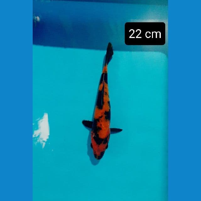 hiu 22 cm
