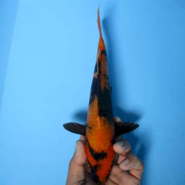 Utsuri 