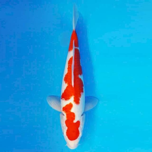 KARURA 12 - KOHAKU 3 STEPS ®