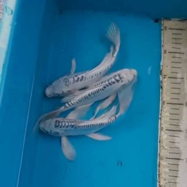 Paket Kumpay 22-24cm