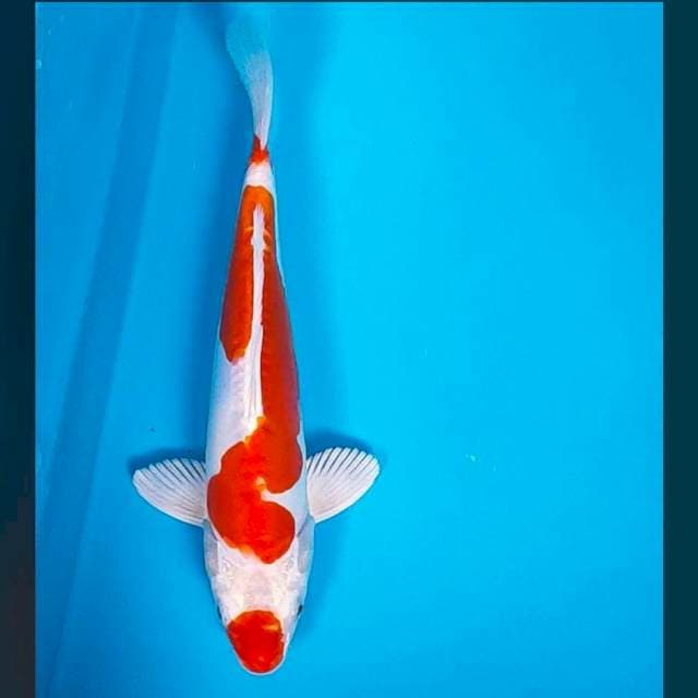 Kikushui 27cm male