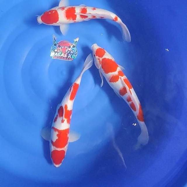 Trio kohaku 35 36cm 