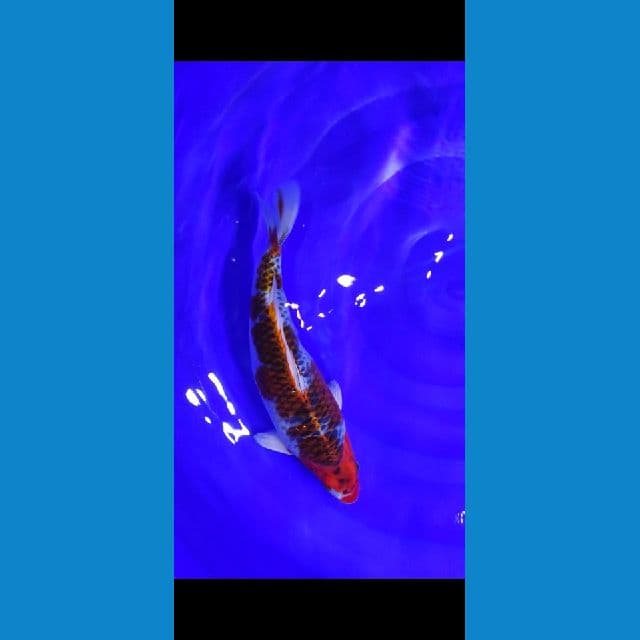 goshiki 34cm red colour