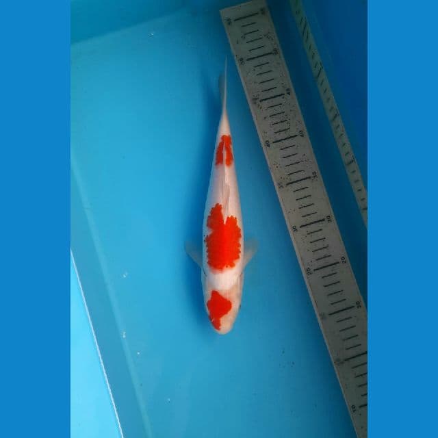 sandan kohaku 28cm /Male