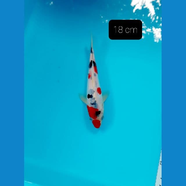 Doitsu 18 cm