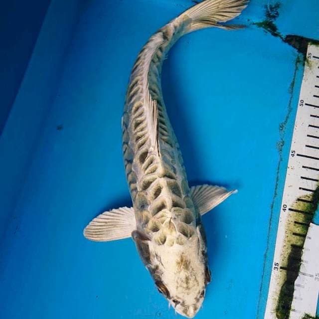 Mukashi Aragoke 33 cm