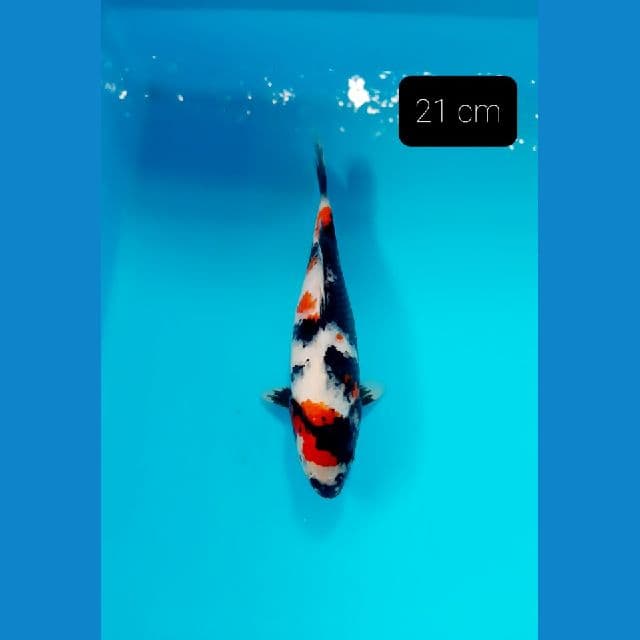 shot body 21 cm