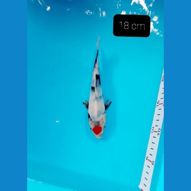 tancho showa 18 cm