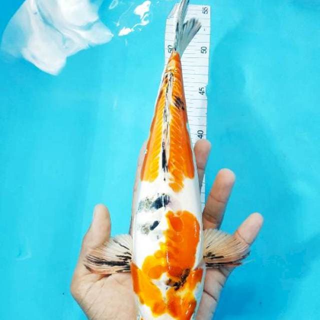 HEISEI NISHIKI 31 CM BERPUNUK UNTA 