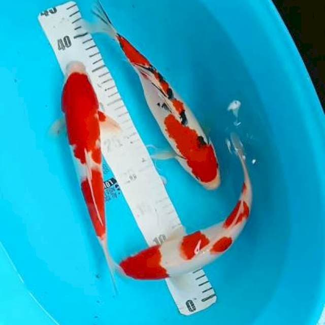 Kohaku sanke 30:32cm