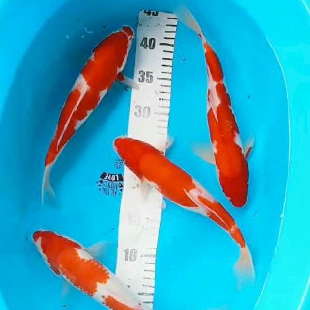 Kohaku 28:30cm
