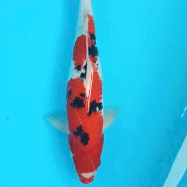 Sanke 35cm