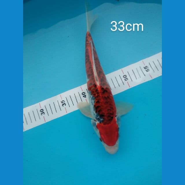 Antik Goshiki sisik Naga 33cm