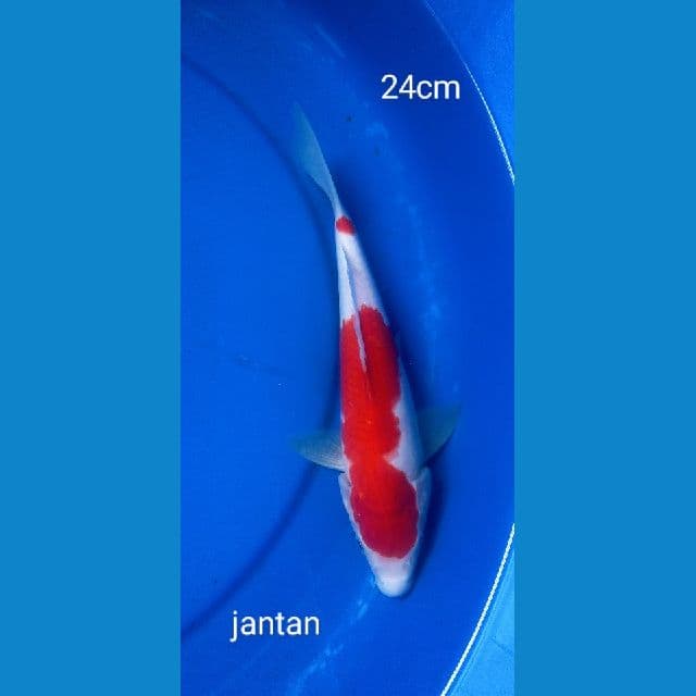 kohaku 24cm jantan