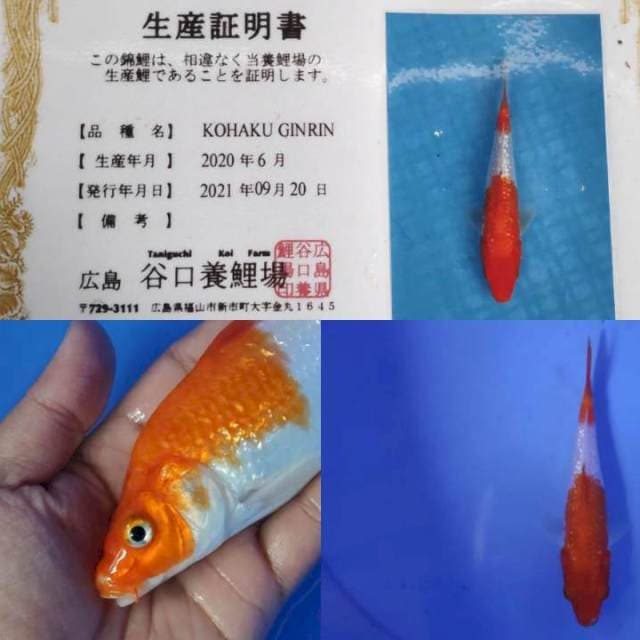 Kohaku ginrin import punuk