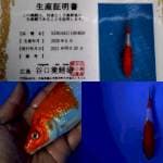 Kohaku ginrin import punuk