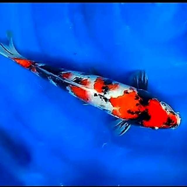 Showa, 33cm