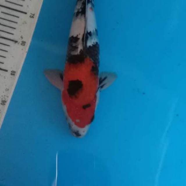 Showa 34cm