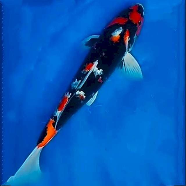 Showa, 35cm