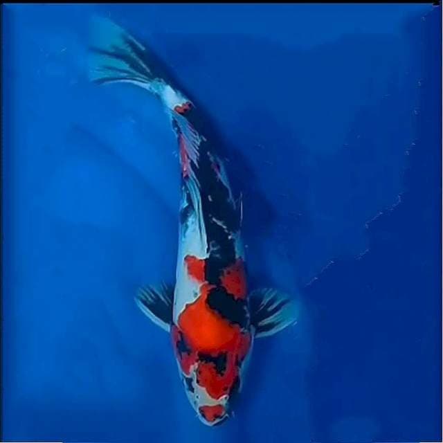 Showa, 35cm
